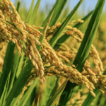 tamil-nadu-agriculture-budget-2026-2027-schemes.png